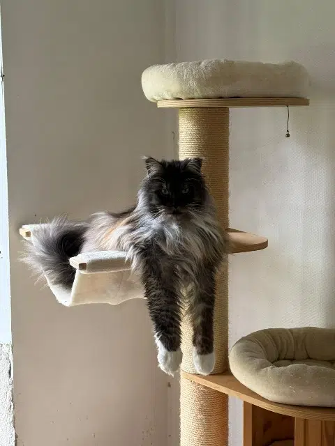 chat reunited   63300 Dorat Rnest