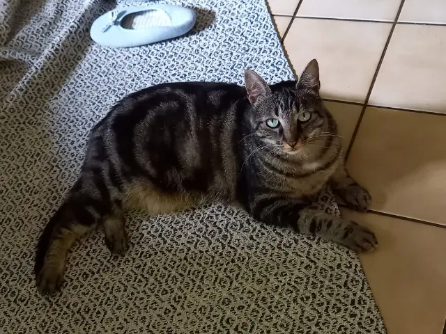 chat reunited   63200 Mozac Roméo