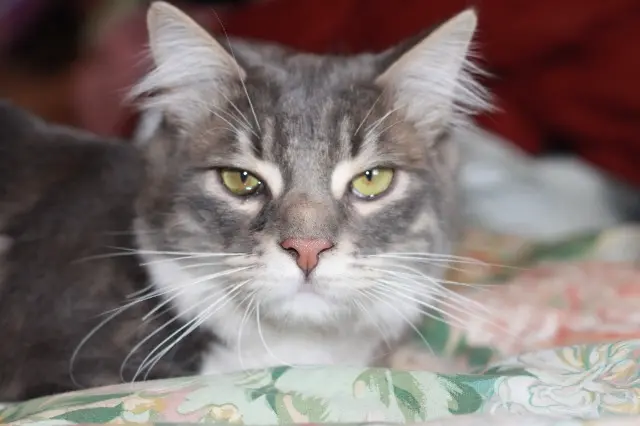 chat reunited   63290 Châteldon Sirius