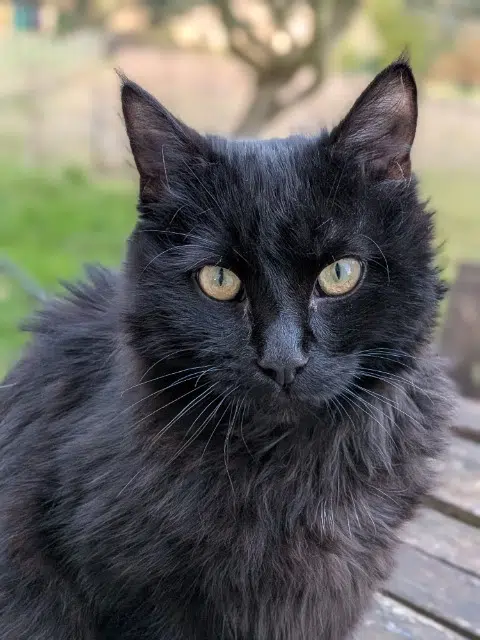 chat retrouvé 64530 Ger Akita chat reunited 64530 Ger Akita