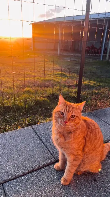 chat reunited   64121 Montardon Alfie