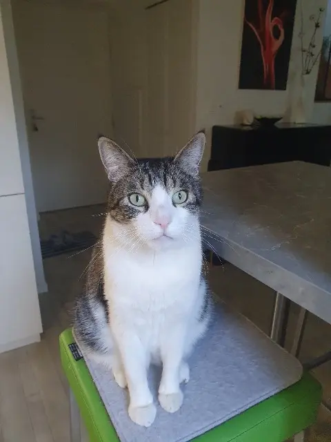 chat reunited   64200 Biarritz Ansu