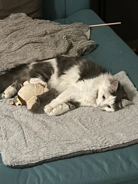 chat reunited   64230 Lescar Artus