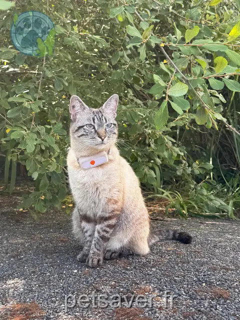 chat reunited 64700 Urrugne Bagus