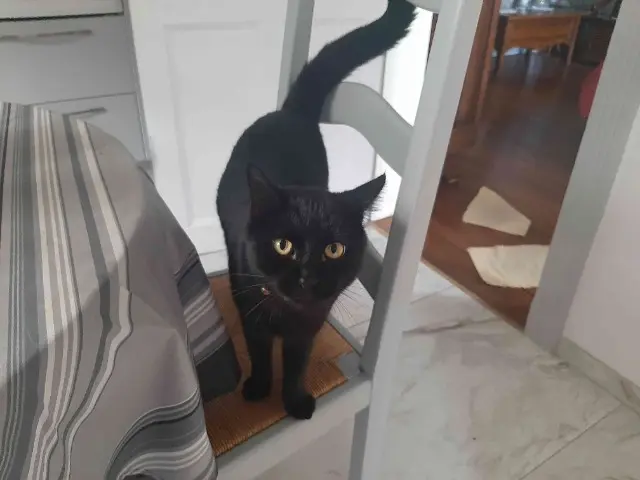 chat reunited   64100 Bayonne Beltxa