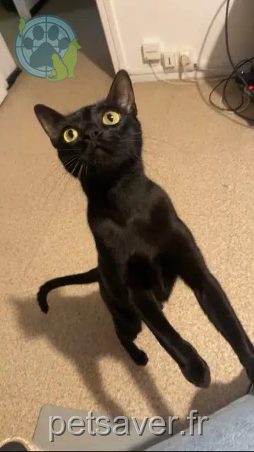 chat reunited   64150 Mourenx Bibou