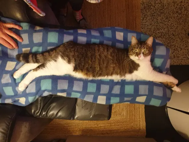 chat reunited   64160 Morlaàs Cacahuètes