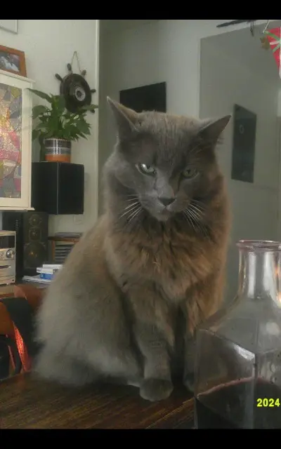 chat reunited   64240 Hasparren Cendré
