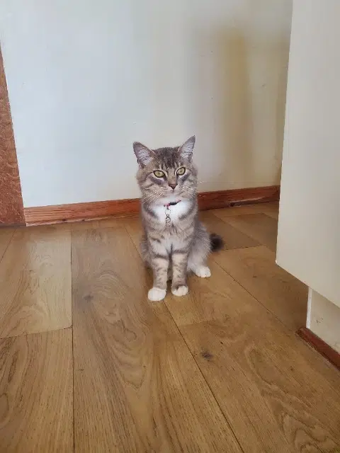 chat reunited   64800 Saint-Abit Chausette