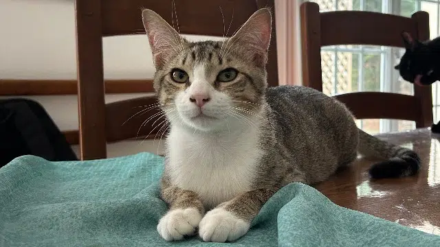 chat reunited   64160 Morlaàs Clyde