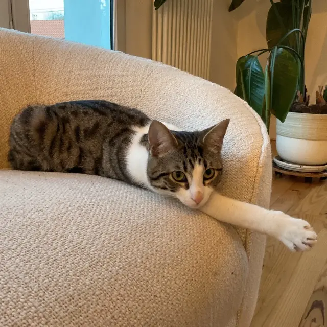 chat reunited   64600 Anglet Filou