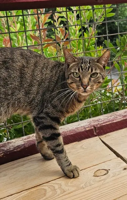 chat reunited   64600 Anglet Kooki