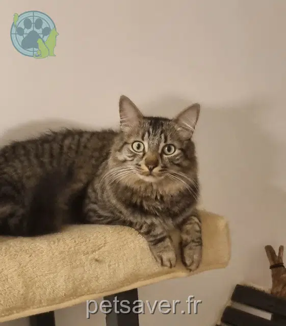 chat reunited   64120 Saint-Palais Kovu
