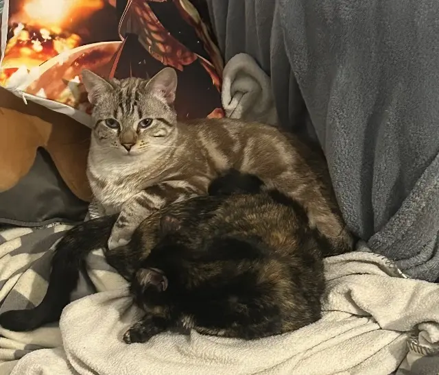 chat reunited   64100 Bayonne Kurama