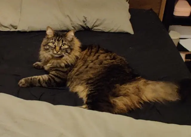 chat reunited   64121 Montardon Malo