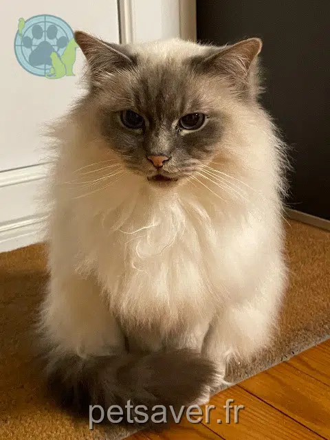 chat reunited 64200 Biarritz Marcel