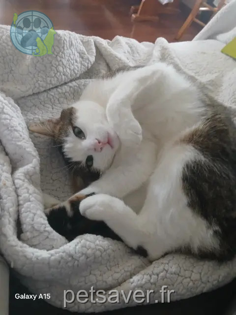 chat reunited   64510 Bordes Michka
