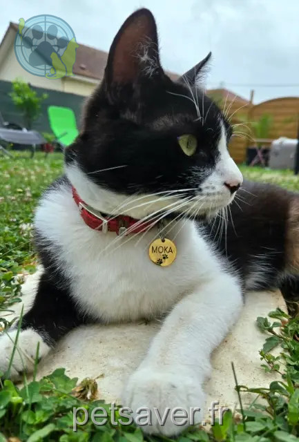 chat reunited   64230 Arbus Moka