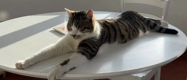 chat reunited   64170 Artix Moustache