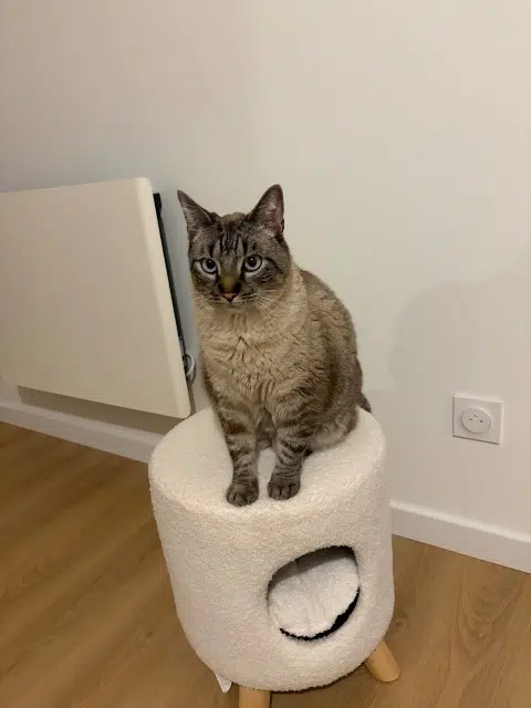 chat reunited   64210 Bidart Moustik