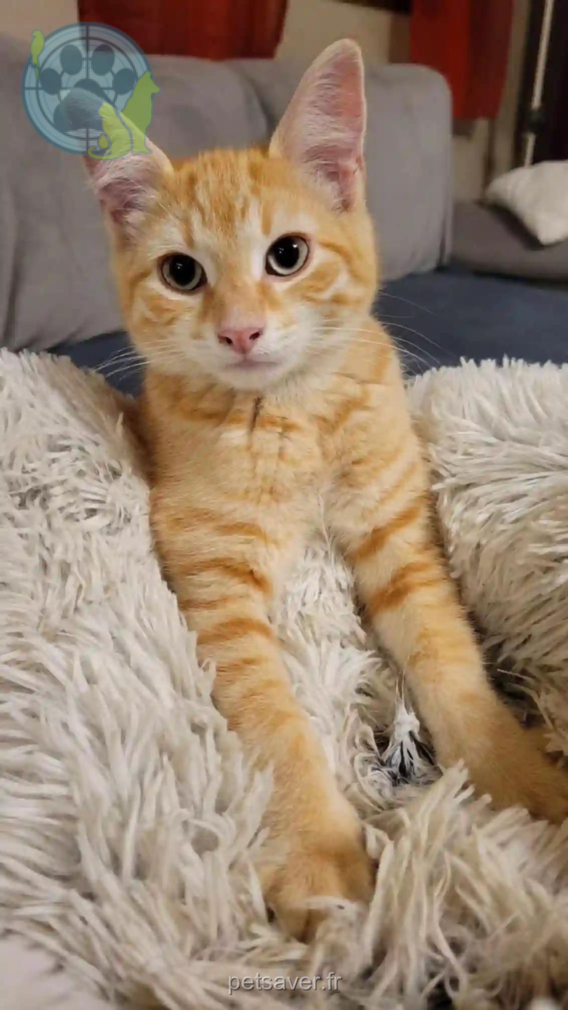 Chat Trouvé 64 Pyrénées-Atlantiques - Negan Chat Trouvé 64 Pyrénées-Atlantiques - Negan