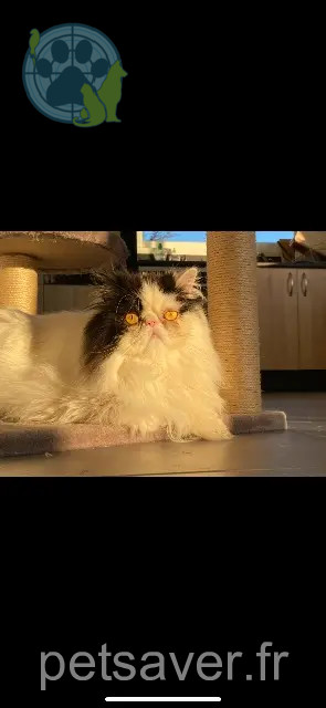 chat reunited   64230 Artiguelouve Oscar