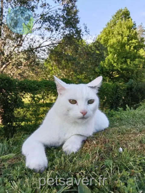 chat reunited   64990 Mouguerre Othello