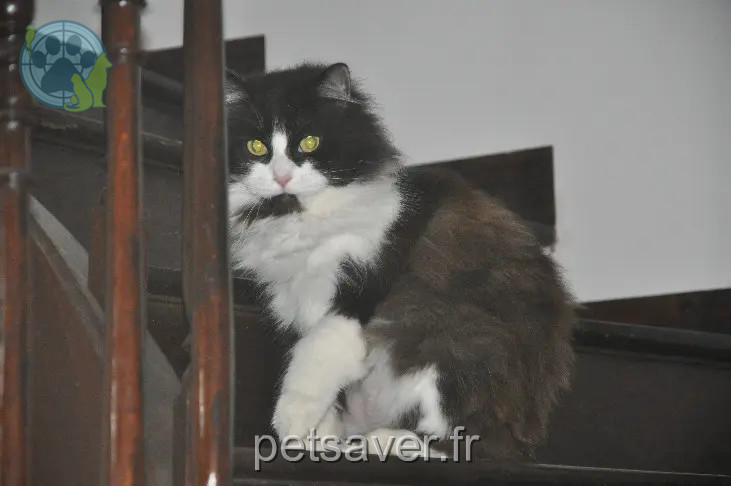 Chat Perdu 64 Pyrénées-Atlantiques