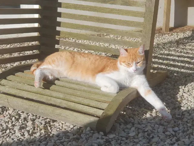 chat reunited   64000 Pau Fripouille