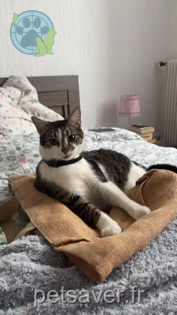 chat reunited   64000 Pau Rio