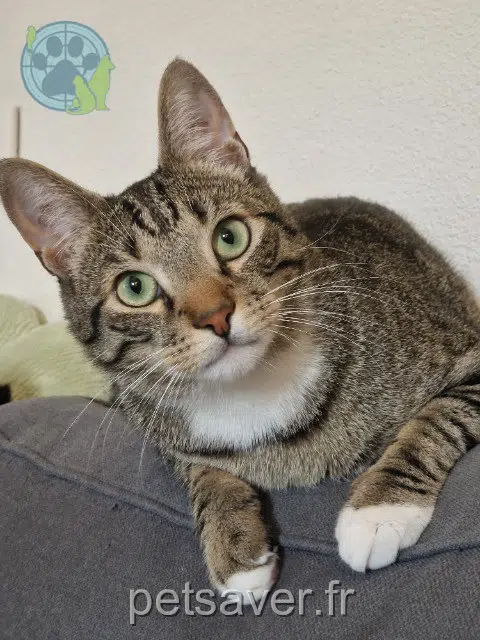 gato reunited 64000 Pau Stanley
