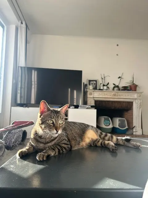 chat reunited   64000 Pau Thor