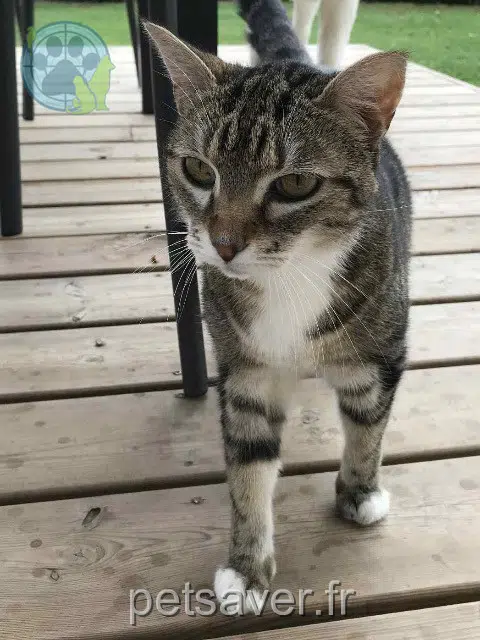 gato reunited 64420 Soumoulou Petitpied