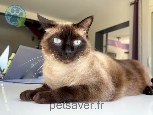 chat reunited   64800 Bénéjacq Picasso