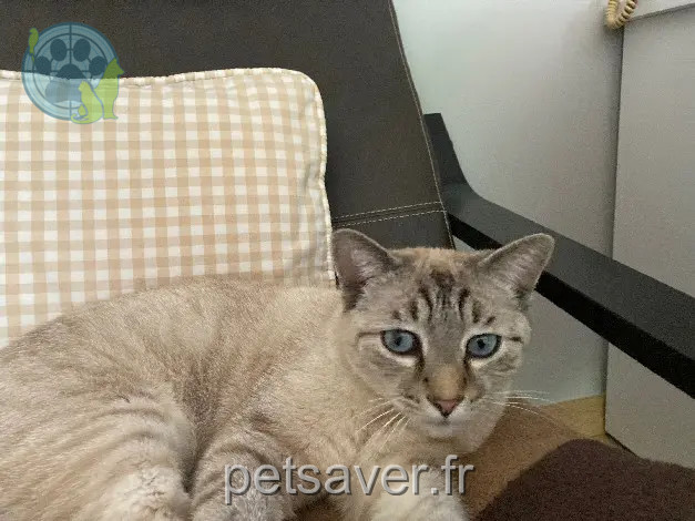 Chat Perdu 64 Pyrénées-Atlantiques - Pilou Chat Perdu 64 Pyrénées-Atlantiques - Pilou