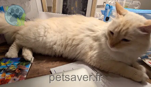 chat reunited 64200 Arcangues Pilou