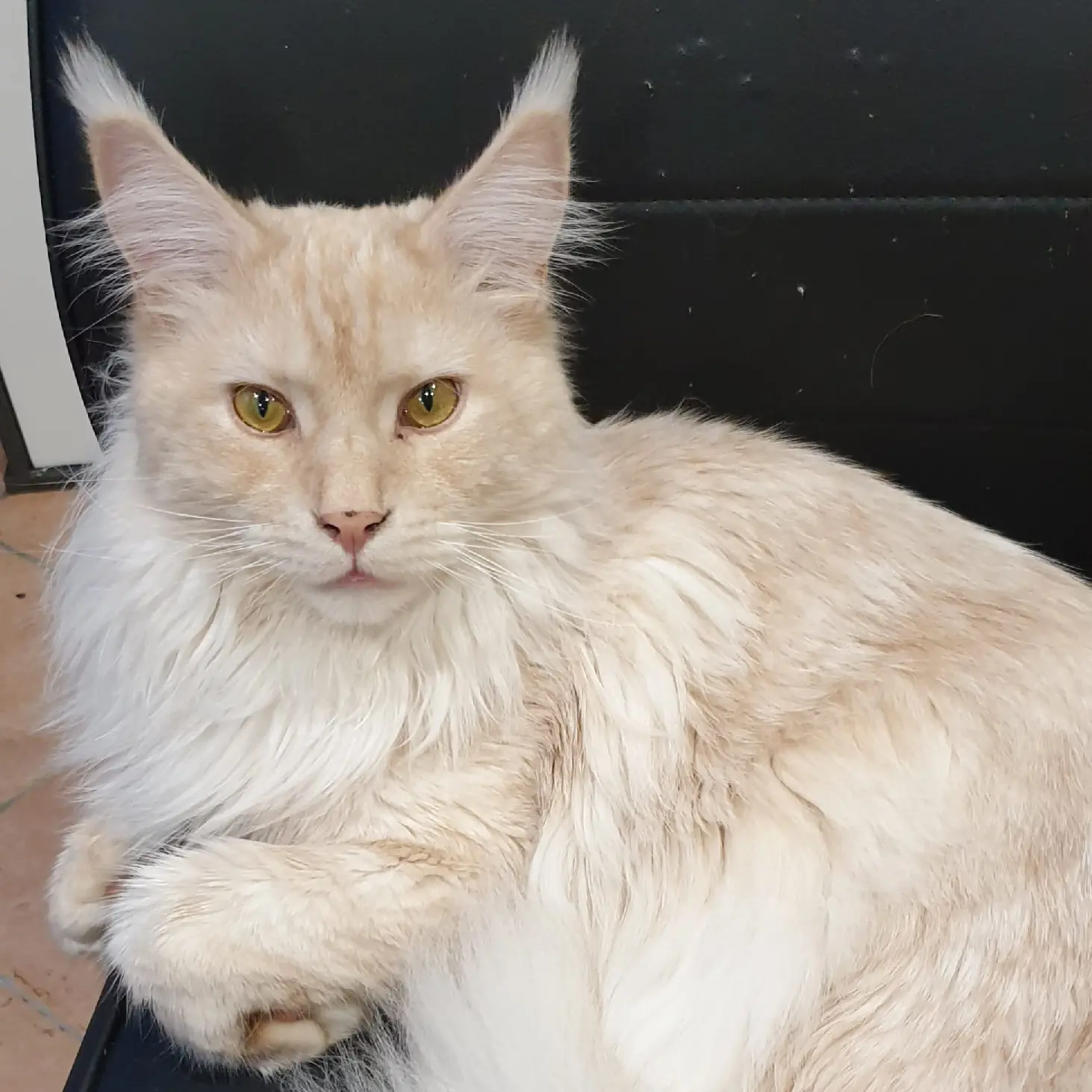 Chat Trouvé 64 Pyrénées-Atlantiques Chat Trouvé 64 Pyrénées-Atlantiques
