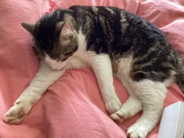 chat reunited   64160 Buros Ramsès