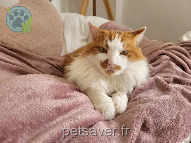 chat reunited   64290 Gan Rio
