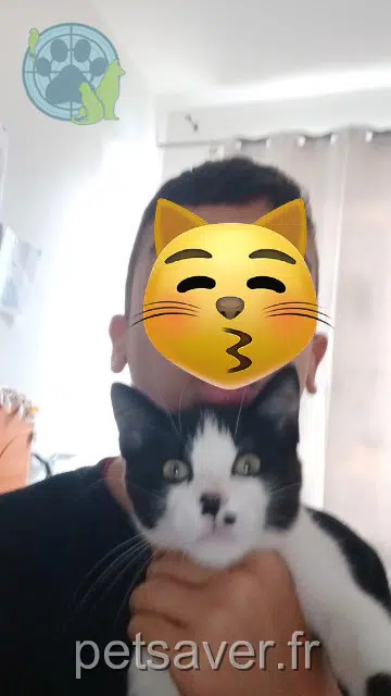chat reunited   64140 Billère Simba