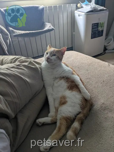 chat reunited   64140 Billère Tiago