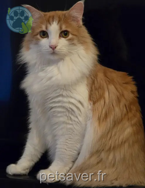 chat reunited   64400 Oloron-Sainte-Marie Trognon