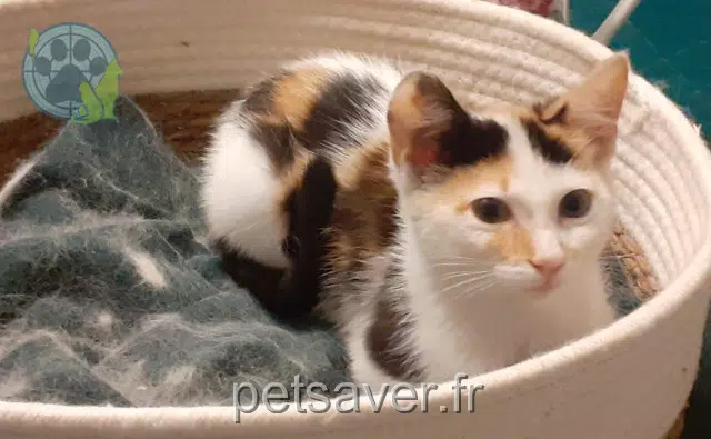 cat reunited   64370 Arthez-de-Béarn Youline