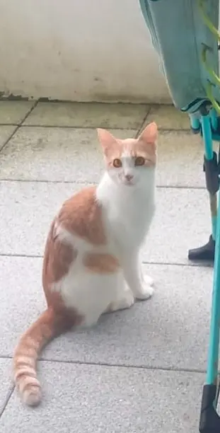 chat reunited   64600 Anglet Yuma