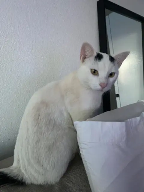 chat reunited   64990 Villefranque Zuri