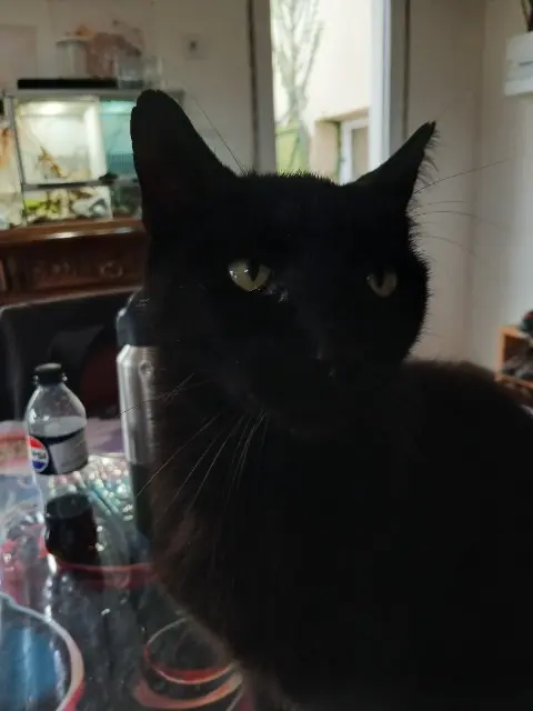 chat reunited   65360 Saint-Martin Atty