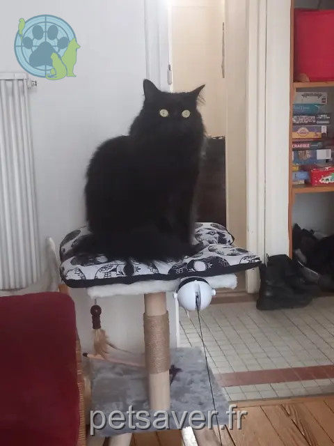 chat reunited 65330 Galan Chausson