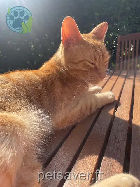 chat reunited 65400 Argelès-Gazost Guizmo
