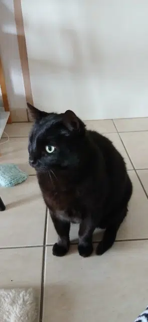 chat reunited   65000 Tarbes Hector