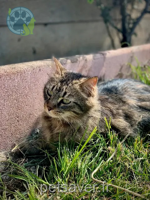 chat reunited 65300 Lannemezan Kalou
